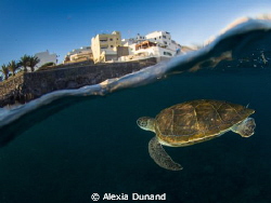 Green turtle surfacing to another world. Endangered. Tene... by Alexia Dunand 
